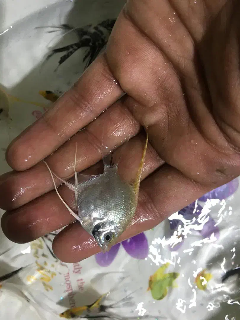 انجل|ماهی|تهران, شهرک ولیعصر شمالی|دیوار