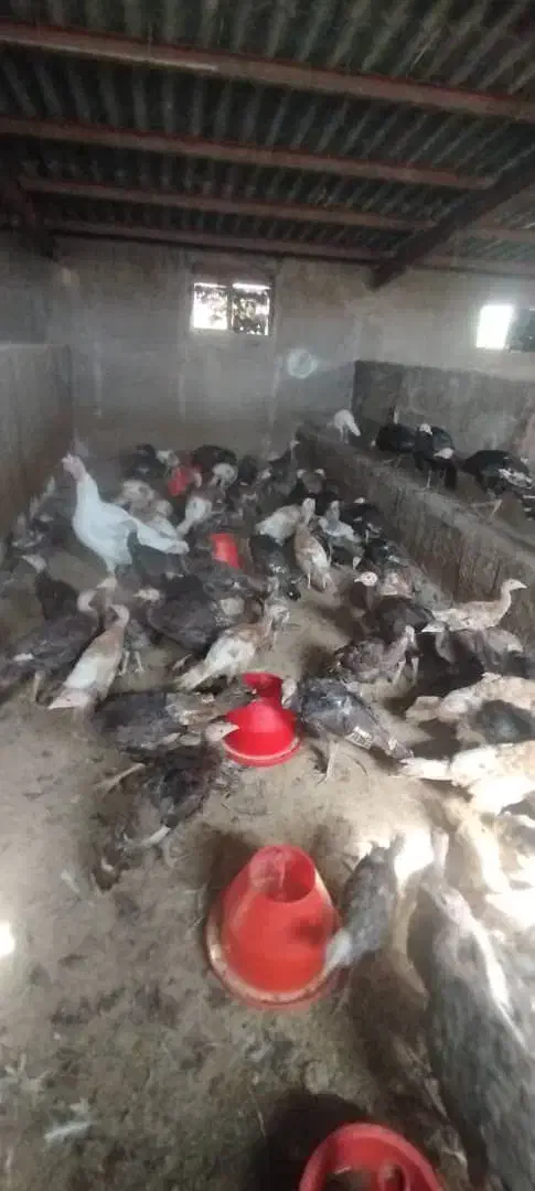 بوقلمون 4 ماهه|حیوانات مزرعه|دیواندره, |دیوار