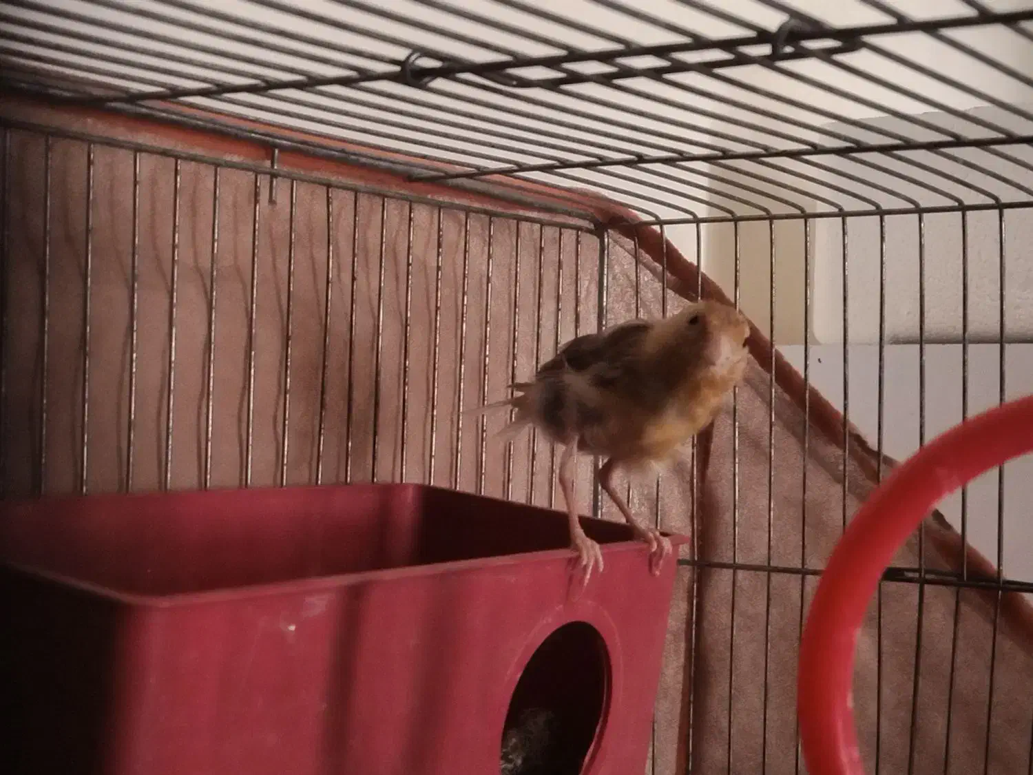 قناری نر|پرنده|هشتگرد, شهرک صبا سوله|دیوار