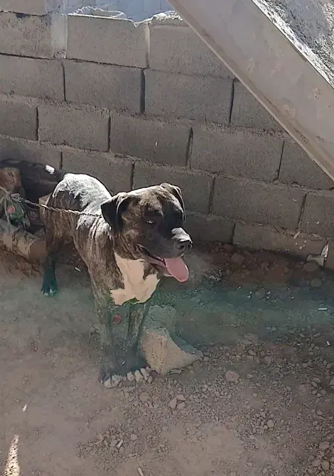 سگ‌پیتبول‌سرابی آمریکن ژرمن هاسگی|سگ|هشتگرد, شهرک وحدت|دیوار