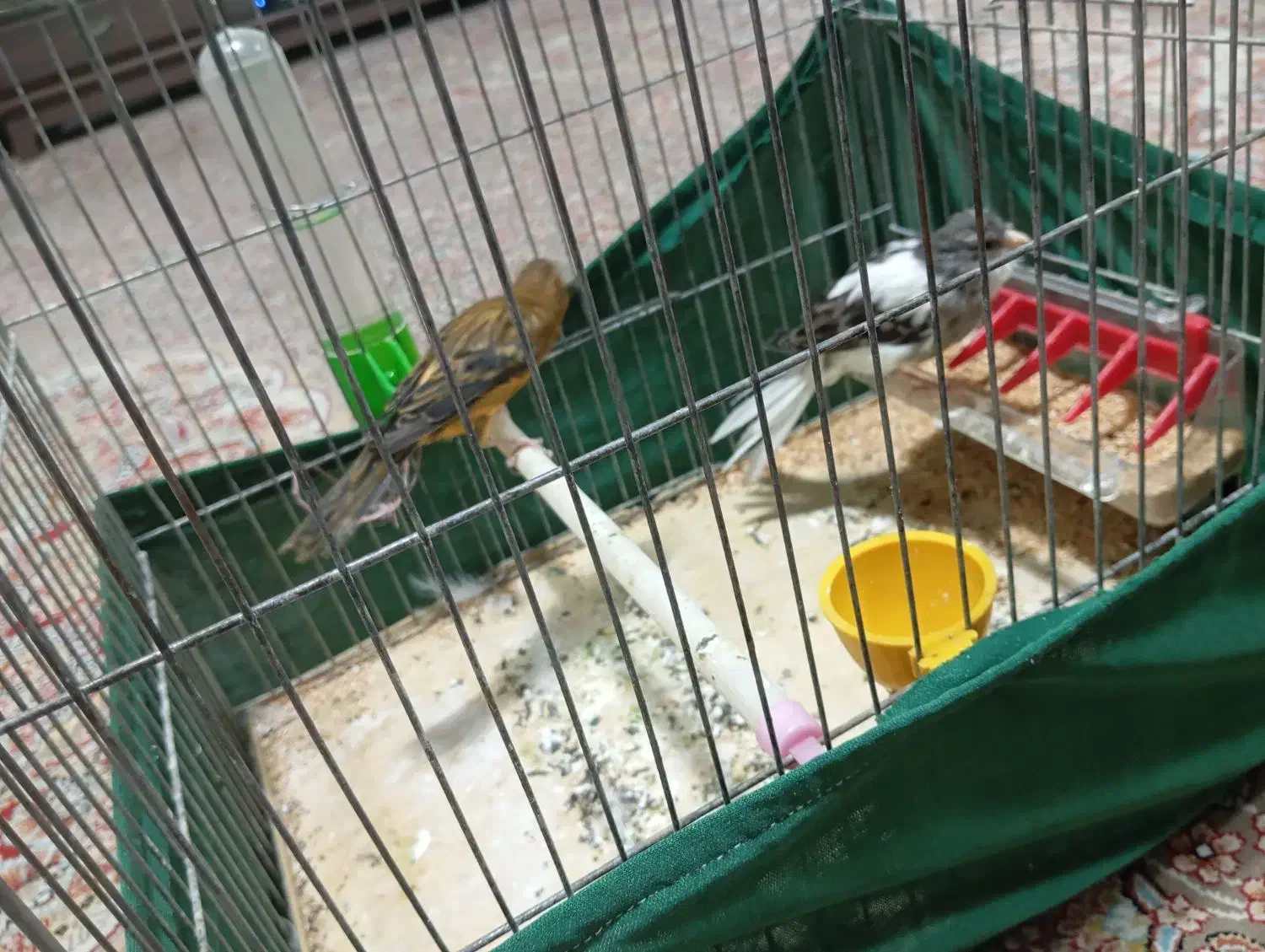 قناری|پرنده|کهریزک, |دیوار