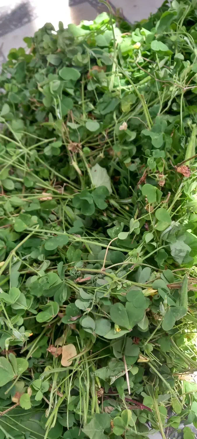 ترش واش وسبزی خوردشده|حراج|لنگرود, |دیوار