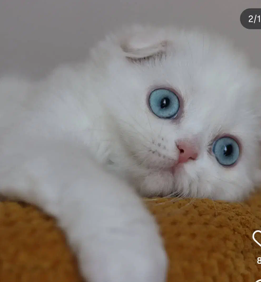 اسکاتیش/سفید/بلوپوینت|گربه|تهران, سعادت‌آباد|دیوار