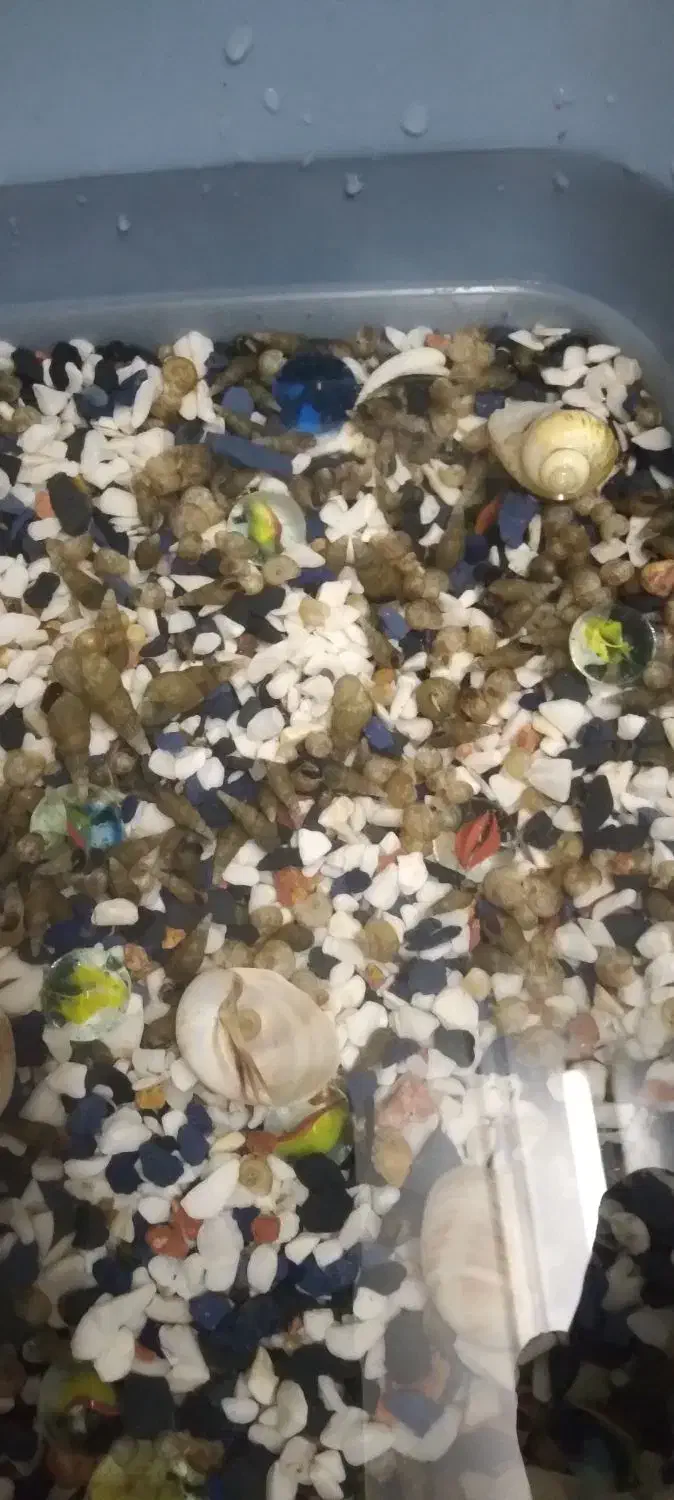 حلزون فانوسی وسنگ ریزه|ماهی|قم, زند آباد|دیوار