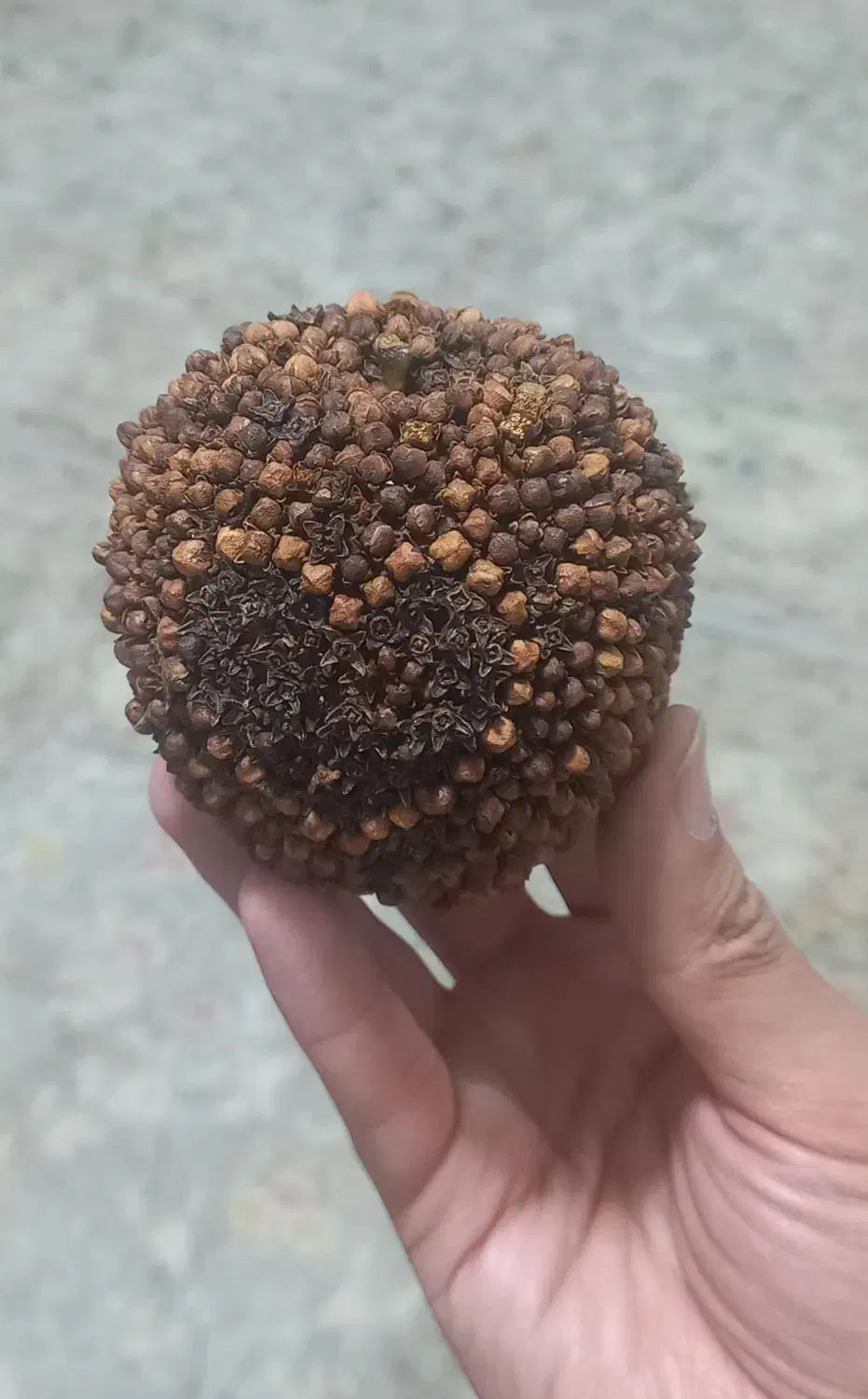 سی وی میخەک ریژ|فروشگاه و مغازه|بانه, |دیوار