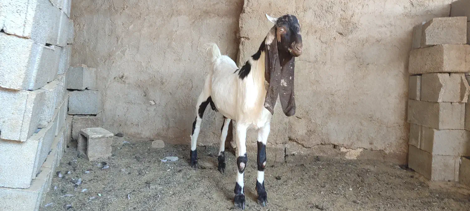 کهره نر پاکستانی|حیوانات مزرعه|طسوج, |دیوار