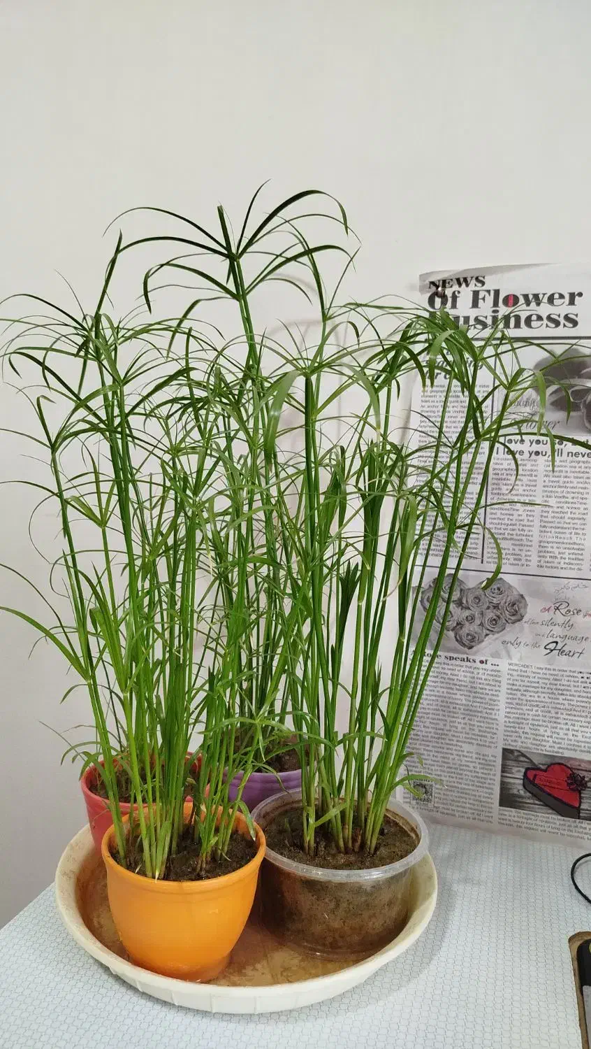 زیبا و خوشکل|عمده‌فروشی|سرپل ذهاب, |دیوار