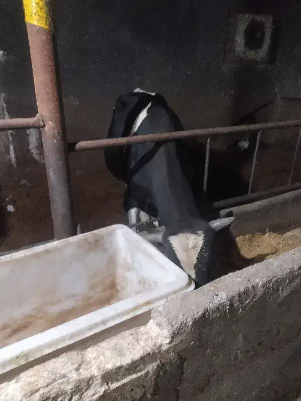 گوساله|حیوانات مزرعه|باسمنج, |دیوار