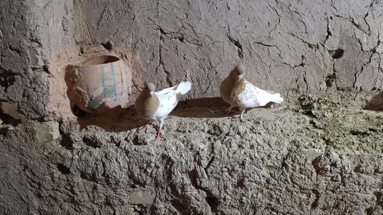 کبوتر جوین|پرنده|جوین, |دیوار