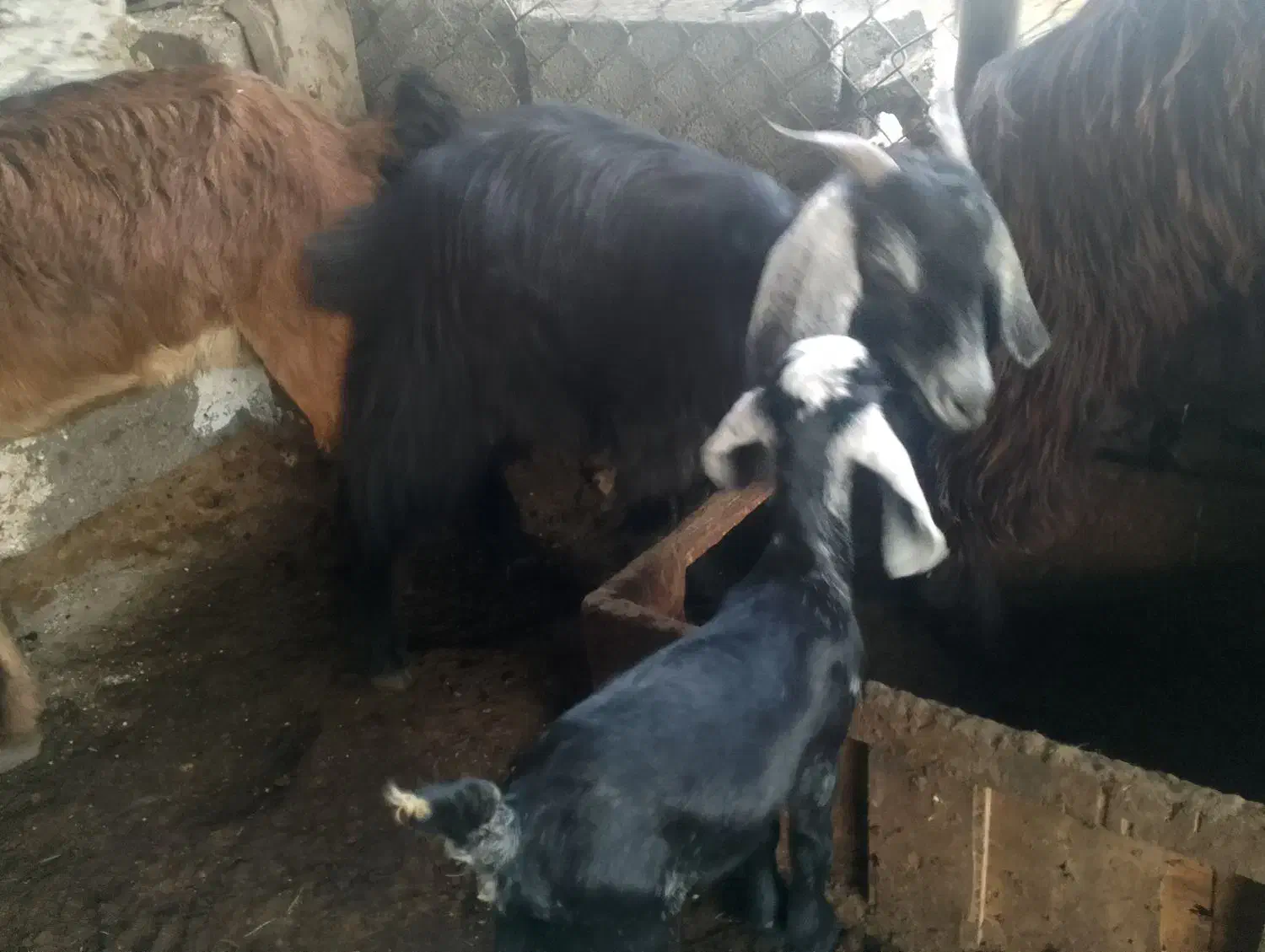 یک عدد بز کهر دار|حیوانات مزرعه|بندر کنگان, |دیوار