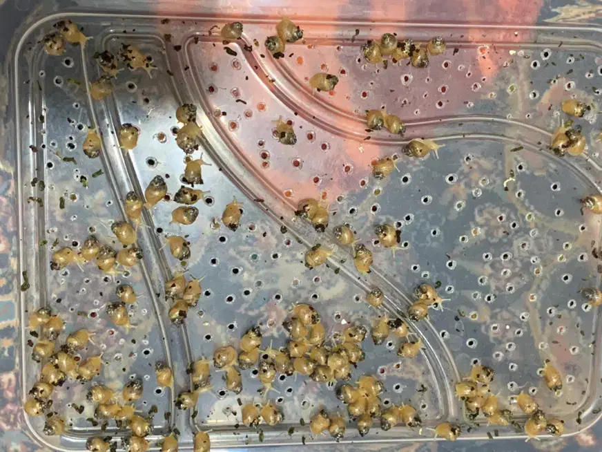 حلزون|خزنده|ارومیه, |دیوار