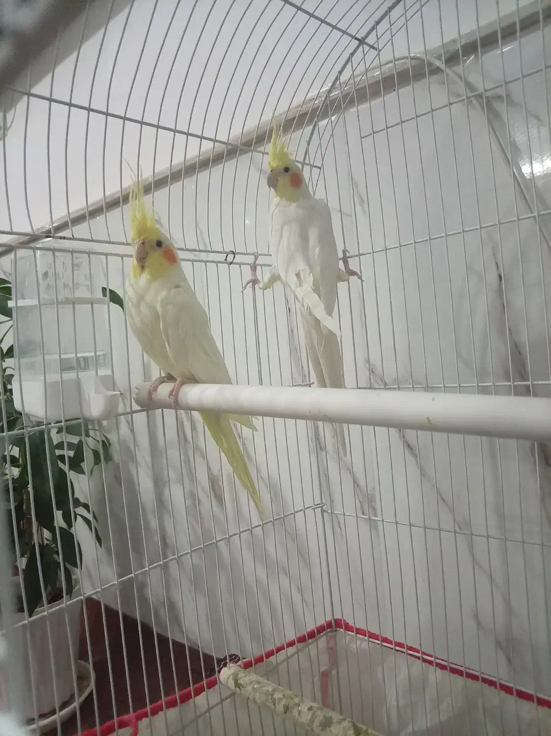 عروس هلندی لوتینو|پرنده|زبرخان, |دیوار