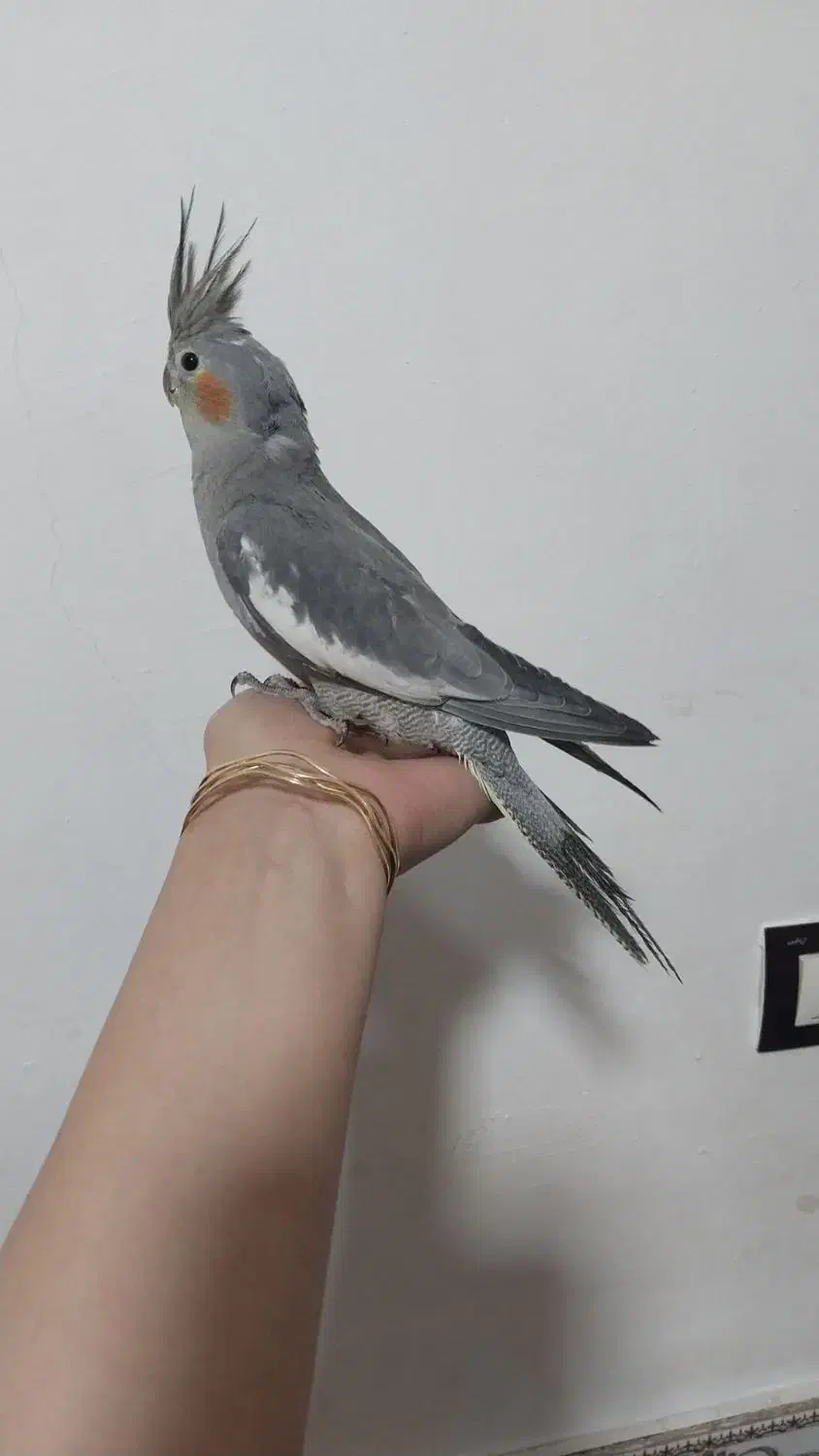 عروس هلندی|پرنده|الیگودرز, |دیوار