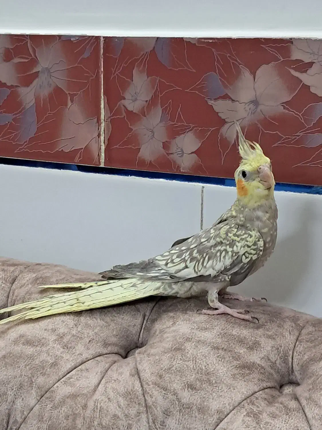 عروس هلندی مرواریدی|پرنده|گلپایگان, |دیوار