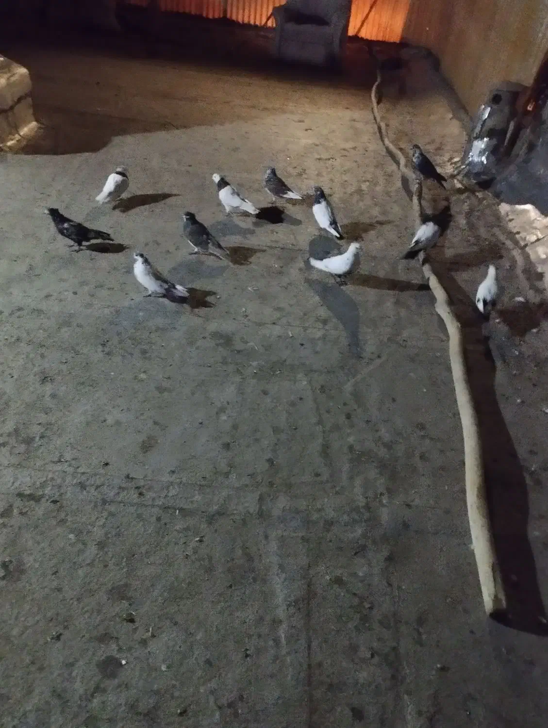 نر گوره ما طوقی دوتا سر ته سیا بقیشونم تهرانی|پرنده|بروجرد, |دیوار