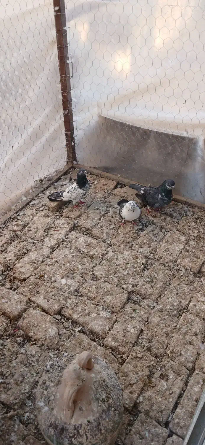 کبوتر|پرنده|تنکمان, |دیوار