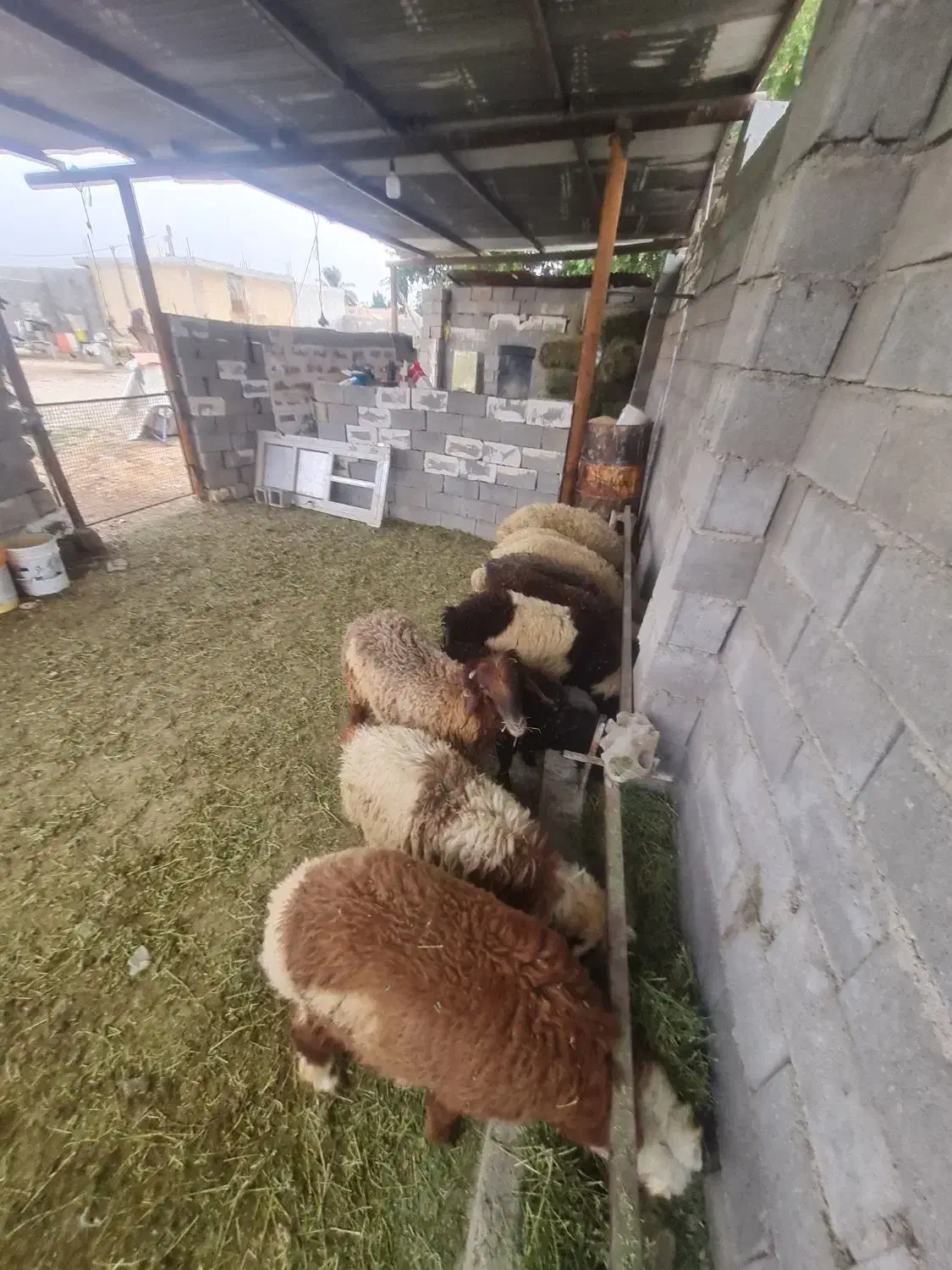 بره نر ماده|حیوانات مزرعه|بندر گناوه, |دیوار