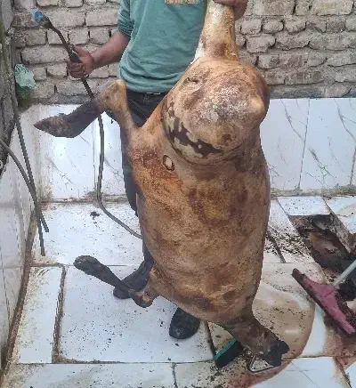 گوسفند لندی بره نر ماده میش قوچ بزغاله زنده دام|حیوانات مزرعه|مشهد, نوید|دیوار