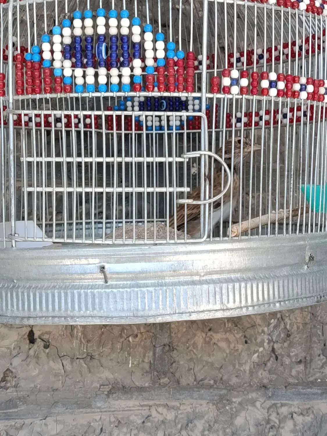 پرنده کبوتر|پرنده|کوهدشت, |دیوار