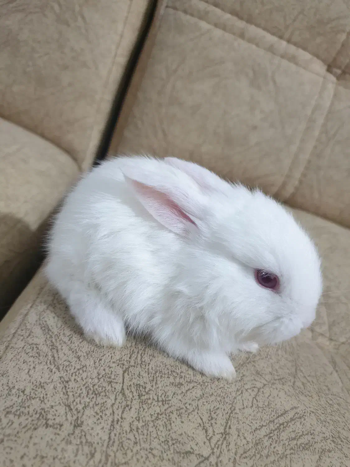 خرگوش لپ|موش و خرگوش|رشت, پاره بیجار|دیوار