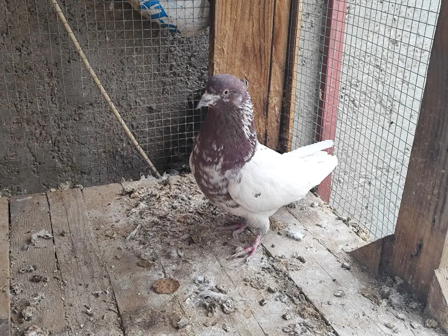 کبوتر پرشی|پرنده|خمینی‌شهر, |دیوار