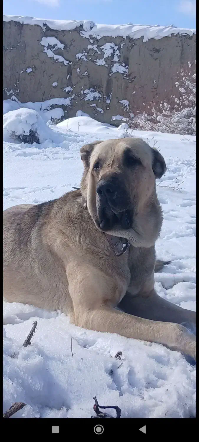 پژدر|سگ|شیروان (خراسان), |دیوار