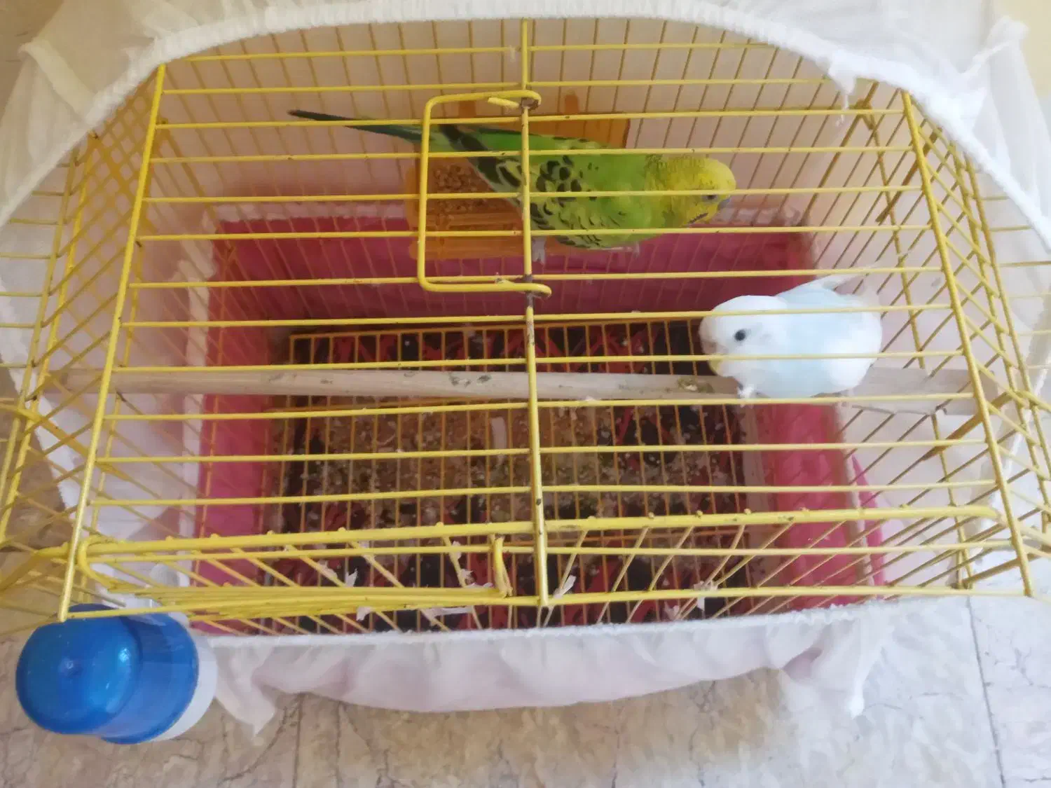 فروش مرغ عشق جفت ی ساله|پرنده|رامسر, |دیوار