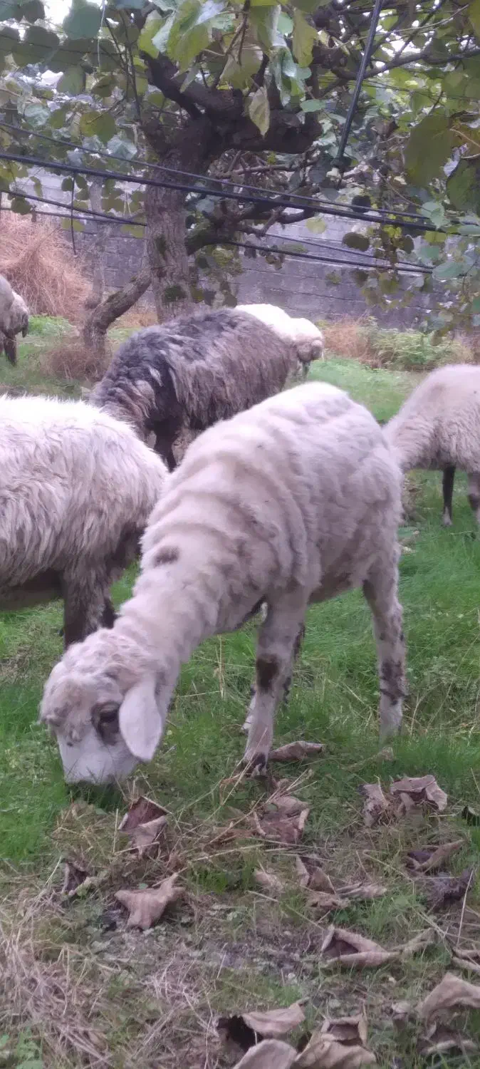 فروش گوسفند نر وماده|حیوانات مزرعه|تالش, جوکندان|دیوار