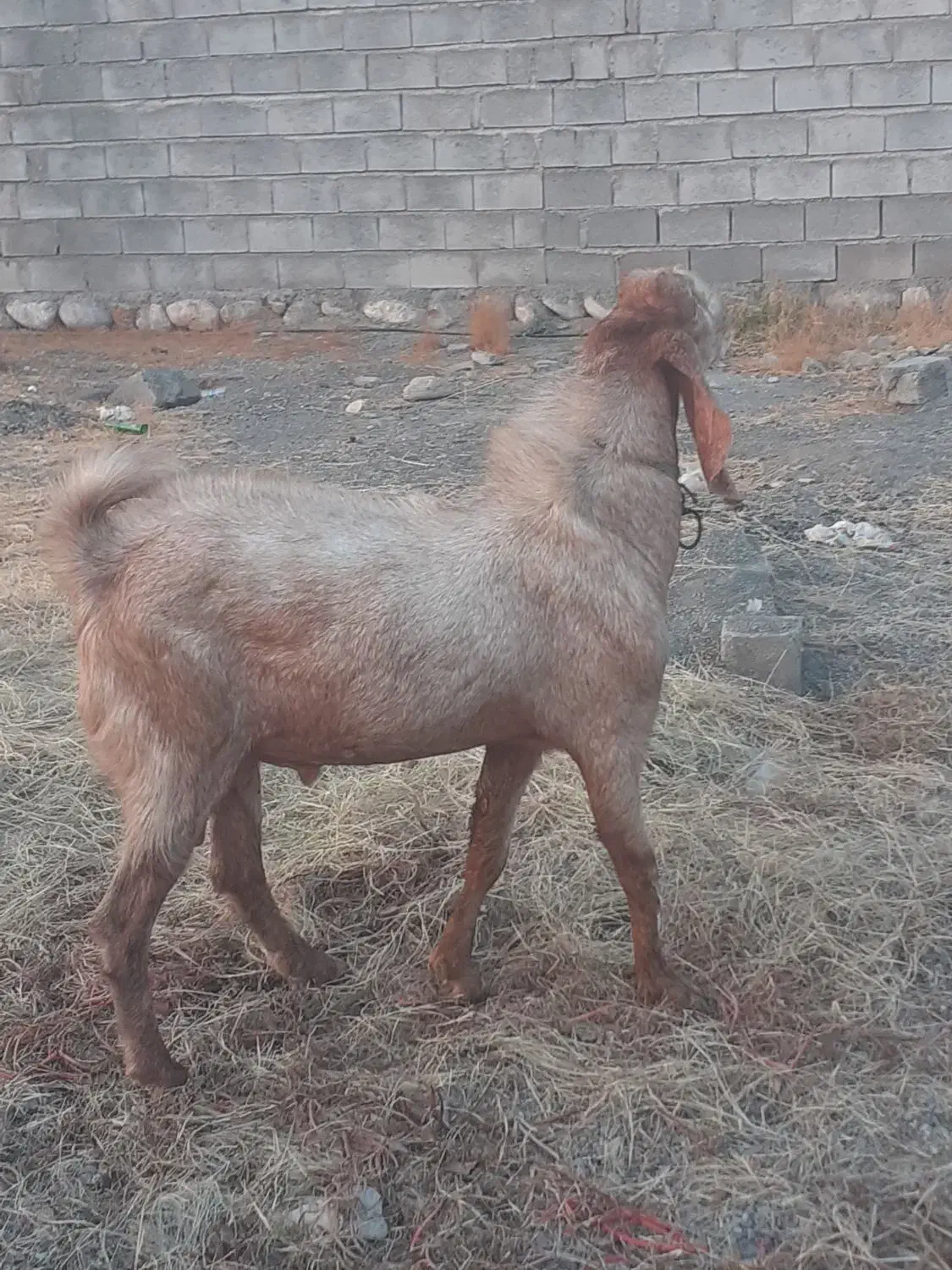 نری چاق|حیوانات مزرعه|بیکاه, |دیوار