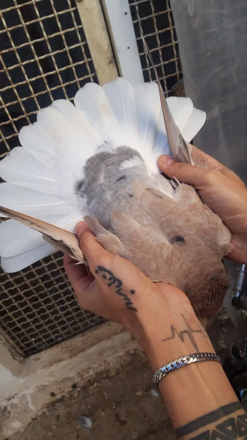 کبوتر رنگی و دورگ|پرنده|خان ببین, |دیوار