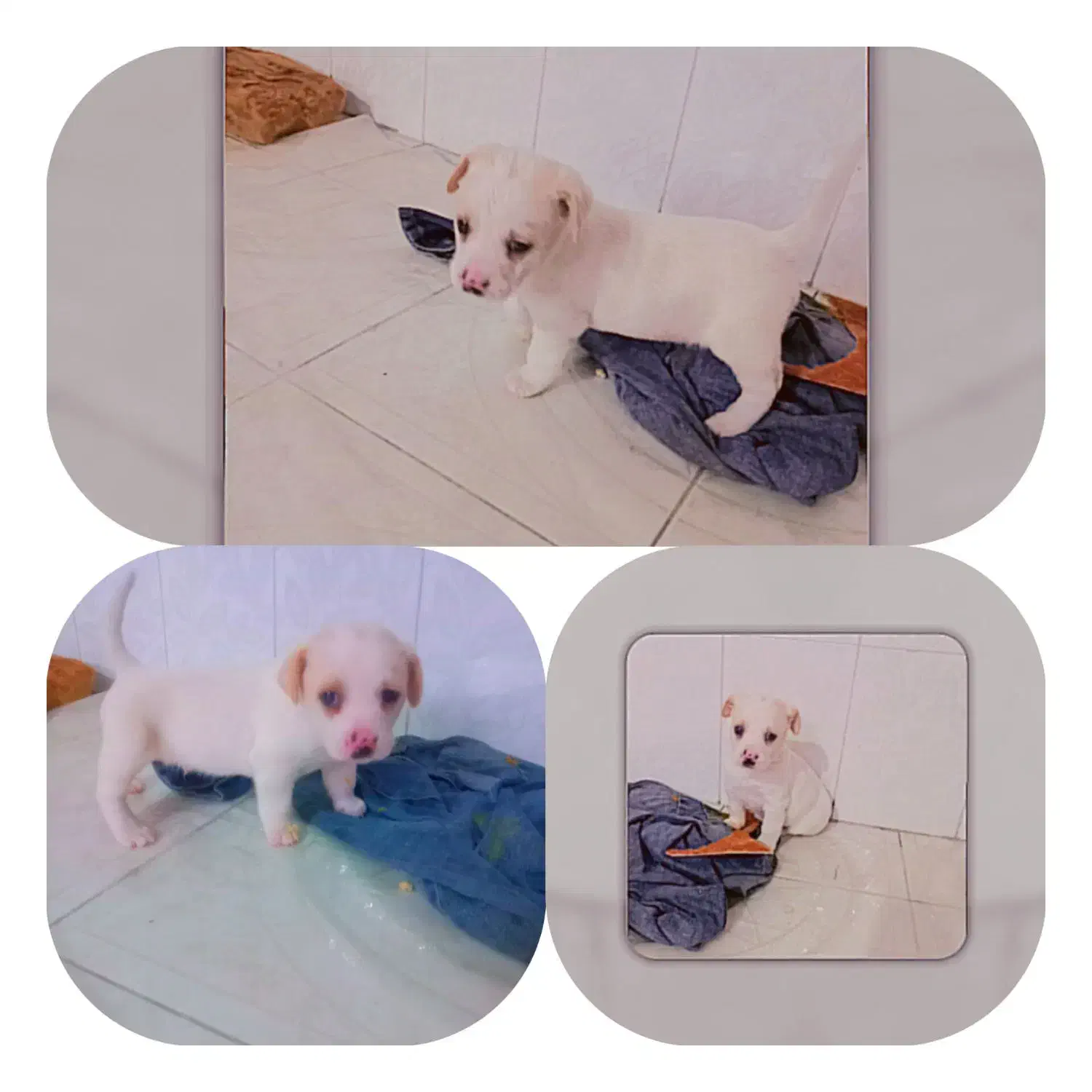 واگذاری اشپیتز|سگ|بهشهر, |دیوار