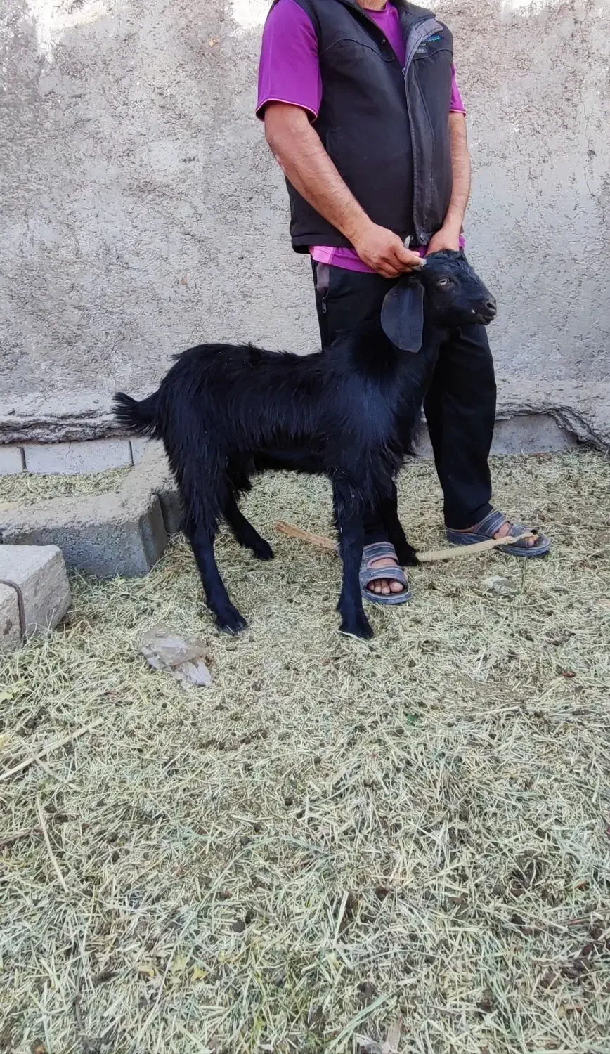 کهره نر|حیوانات مزرعه|بم, |دیوار