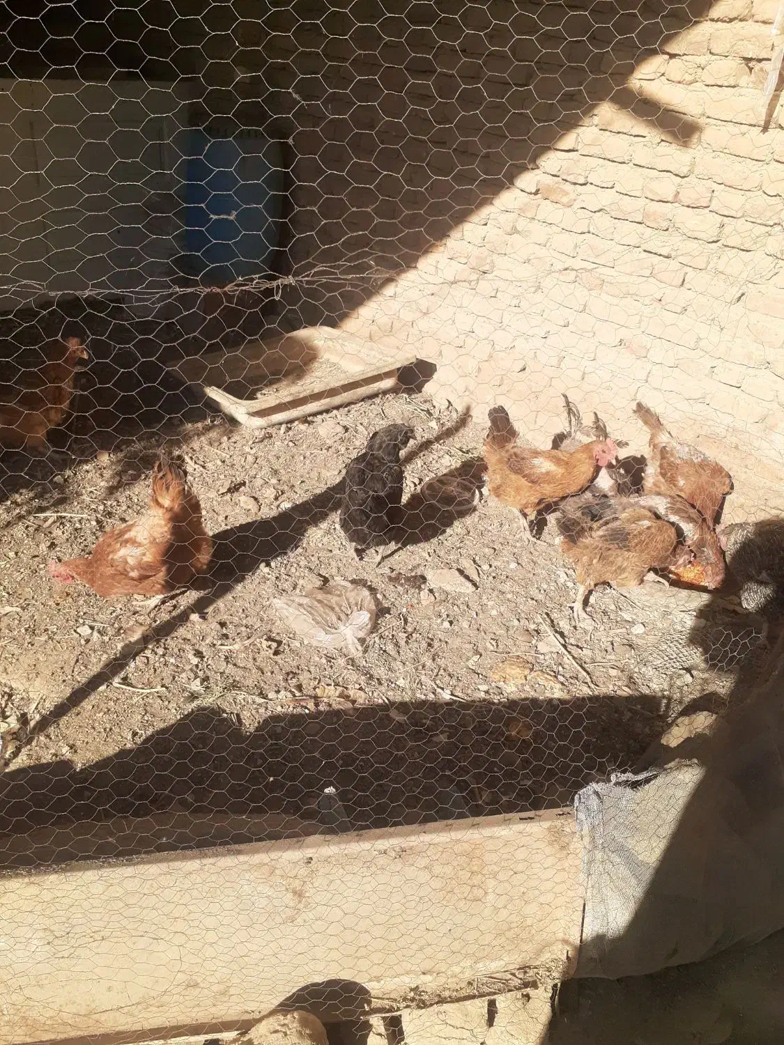 مرغ و خروس فروشی|حیوانات مزرعه|شازند, |دیوار