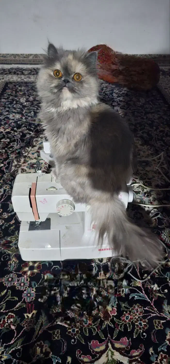 فروش گربه پرشین|گربه|تربت‌حیدریه, طالقانی|دیوار