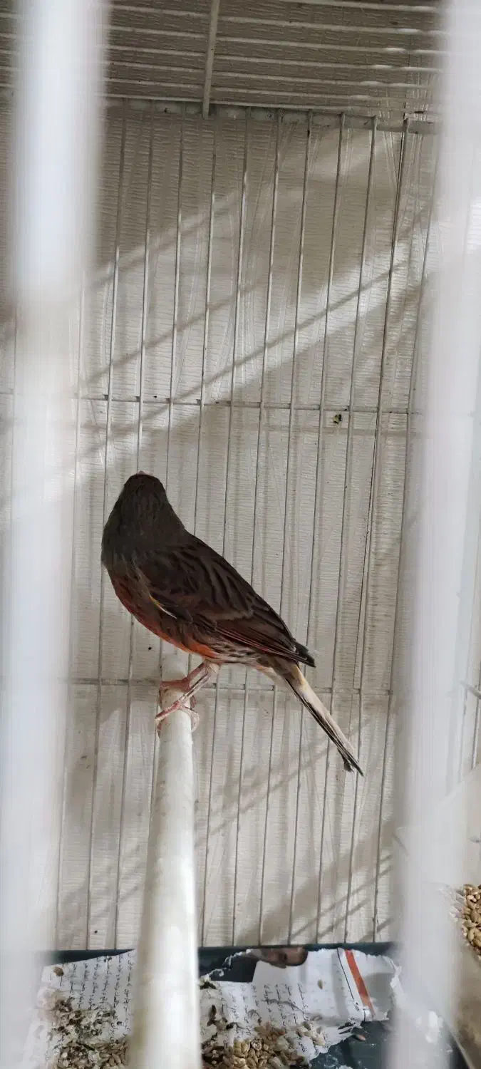 قناری ماده شتری سرخ آماده|پرنده|تربت‌حیدریه, منصوریه|دیوار