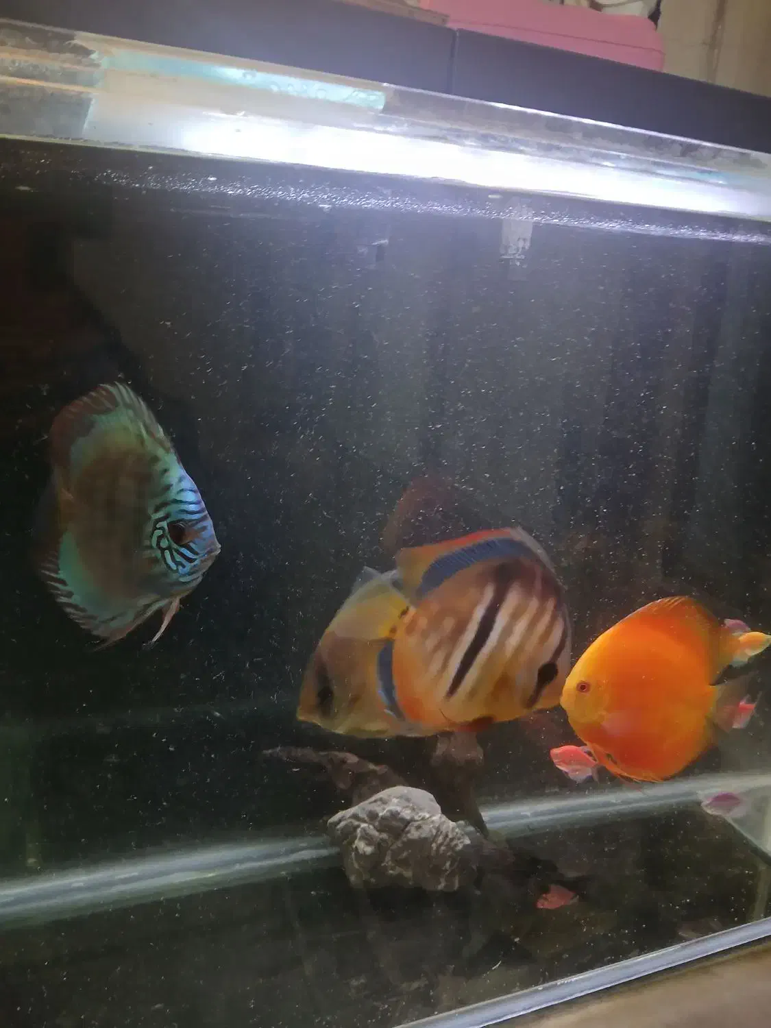 دیسکس ۵و ۶اینچ|ماهی|تهران, آهنگ|دیوار