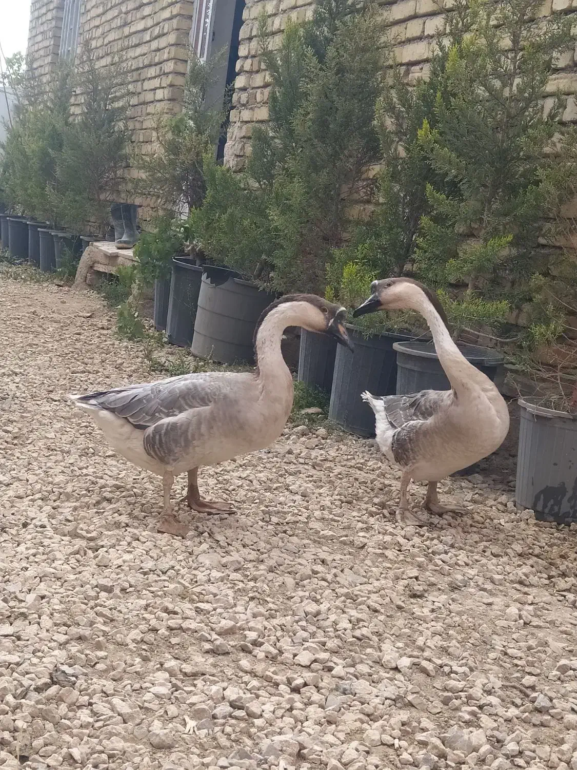 قوغاز آفریقای یک عدد نر|حیوانات مزرعه|درگزین, |دیوار