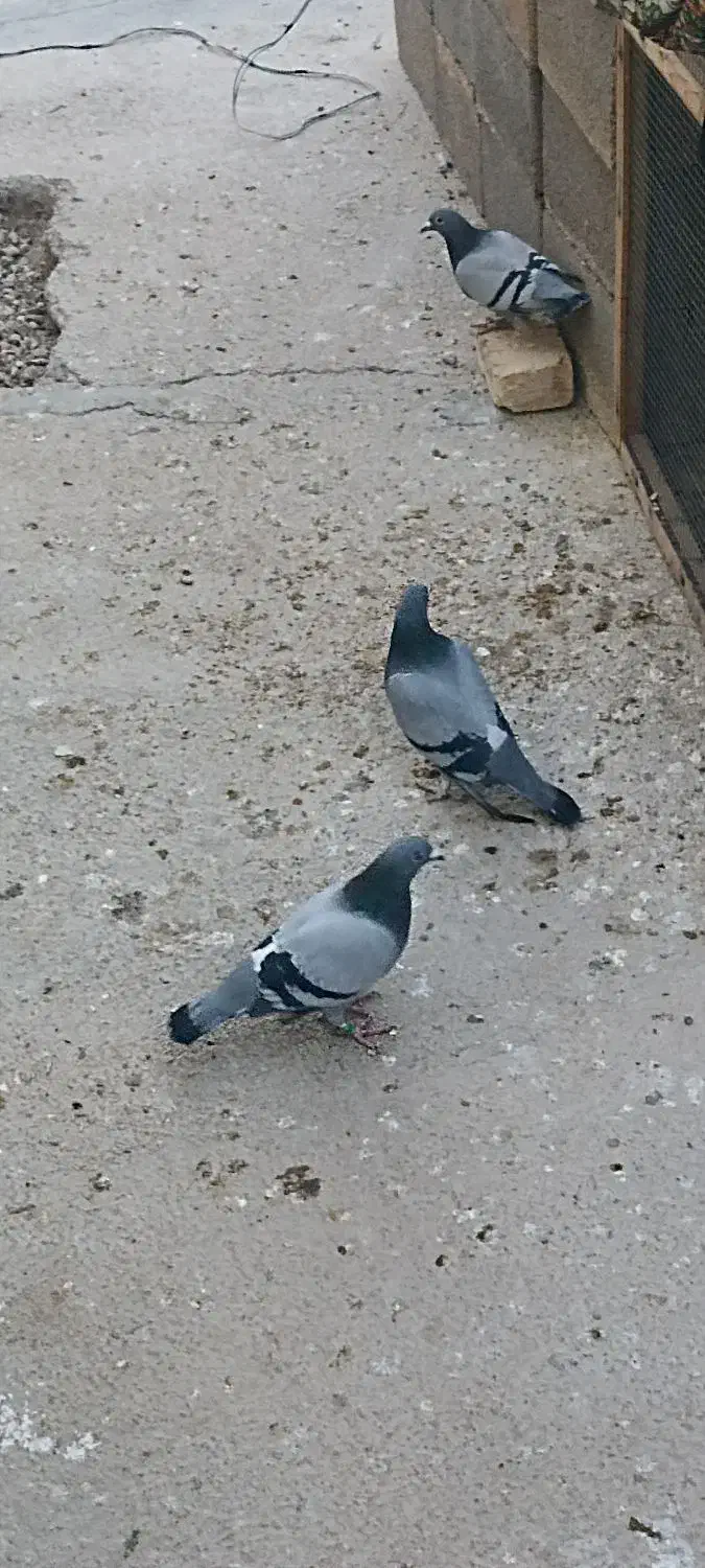 کبوترالمانی مسافتی وپرشی|پرنده|بسطام, |دیوار