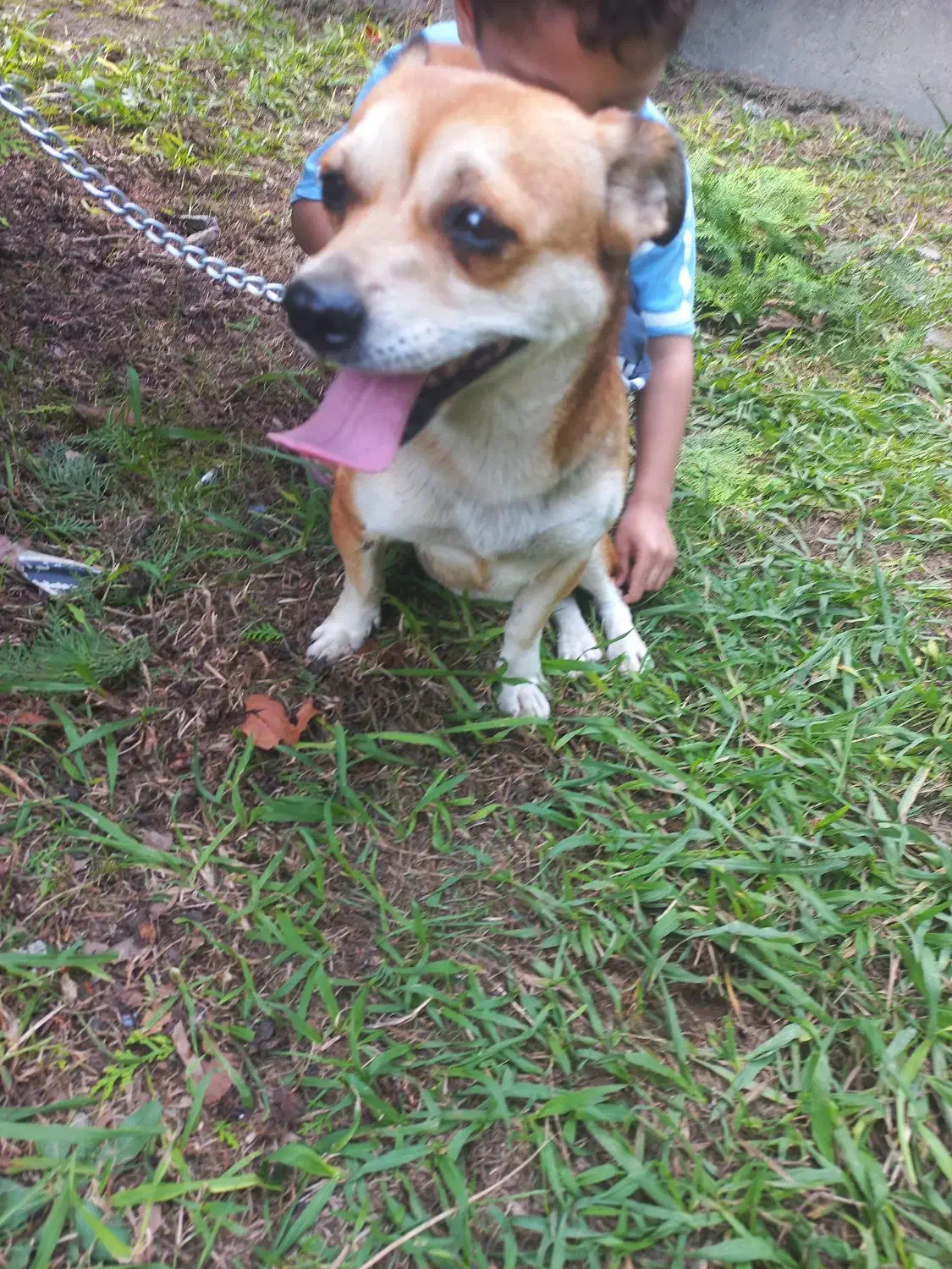 سگ اشپیتز ماده دو ساله|سگ|آمل, |دیوار