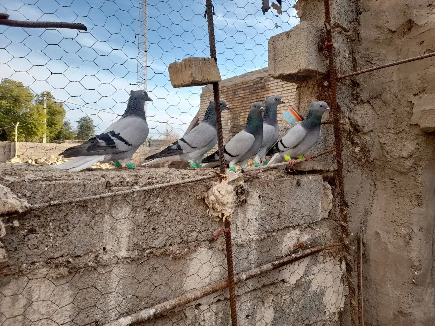 سبز دمسفید|پرنده|سوسنگرد, |دیوار