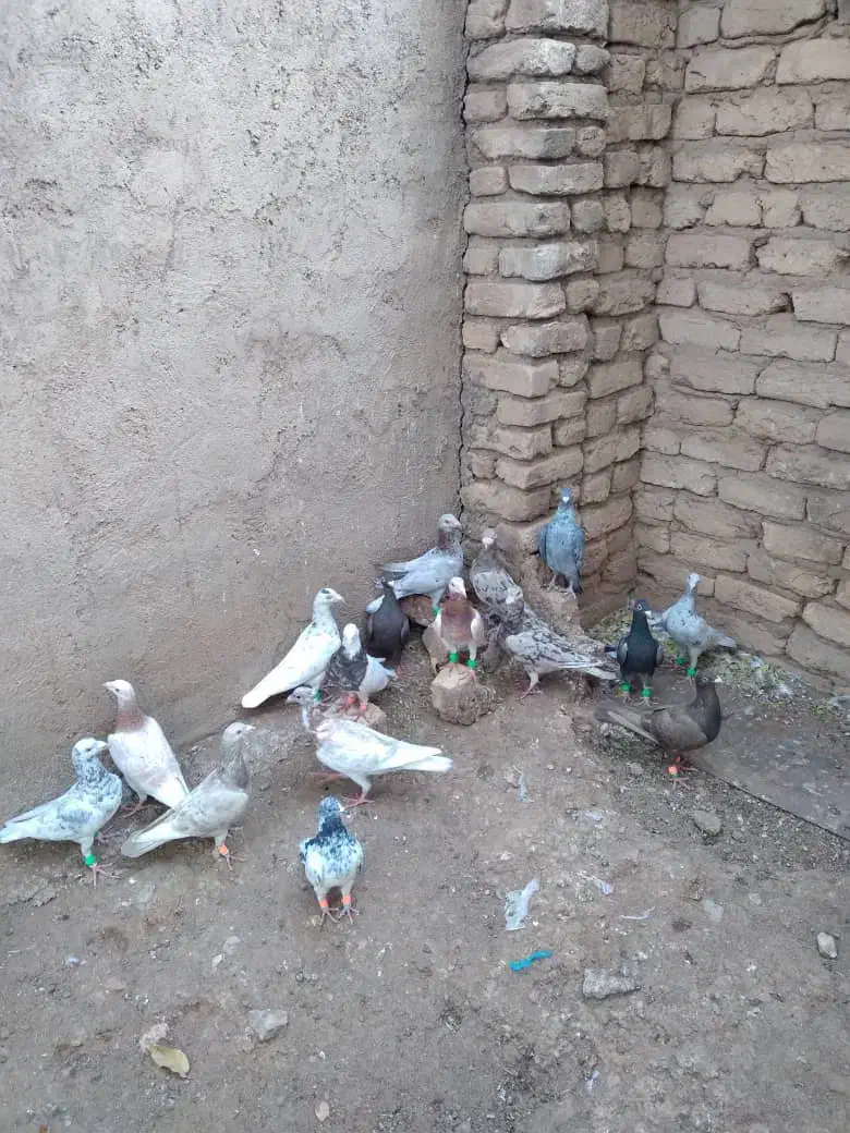 کبوتر|پرنده|قزوین, |دیوار