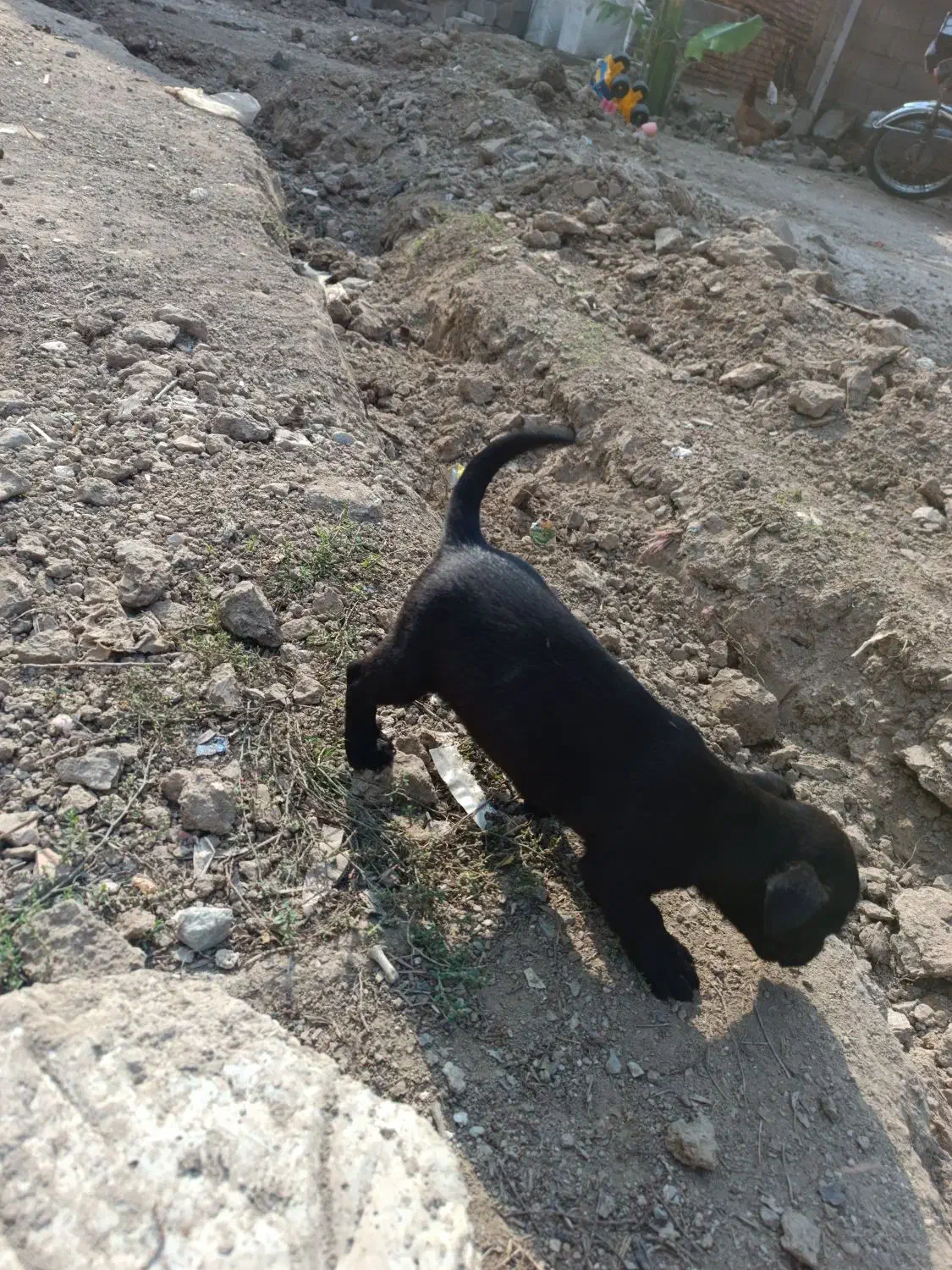 سگ پاکوتاه اصل|سگ|سیمین شهر, |دیوار