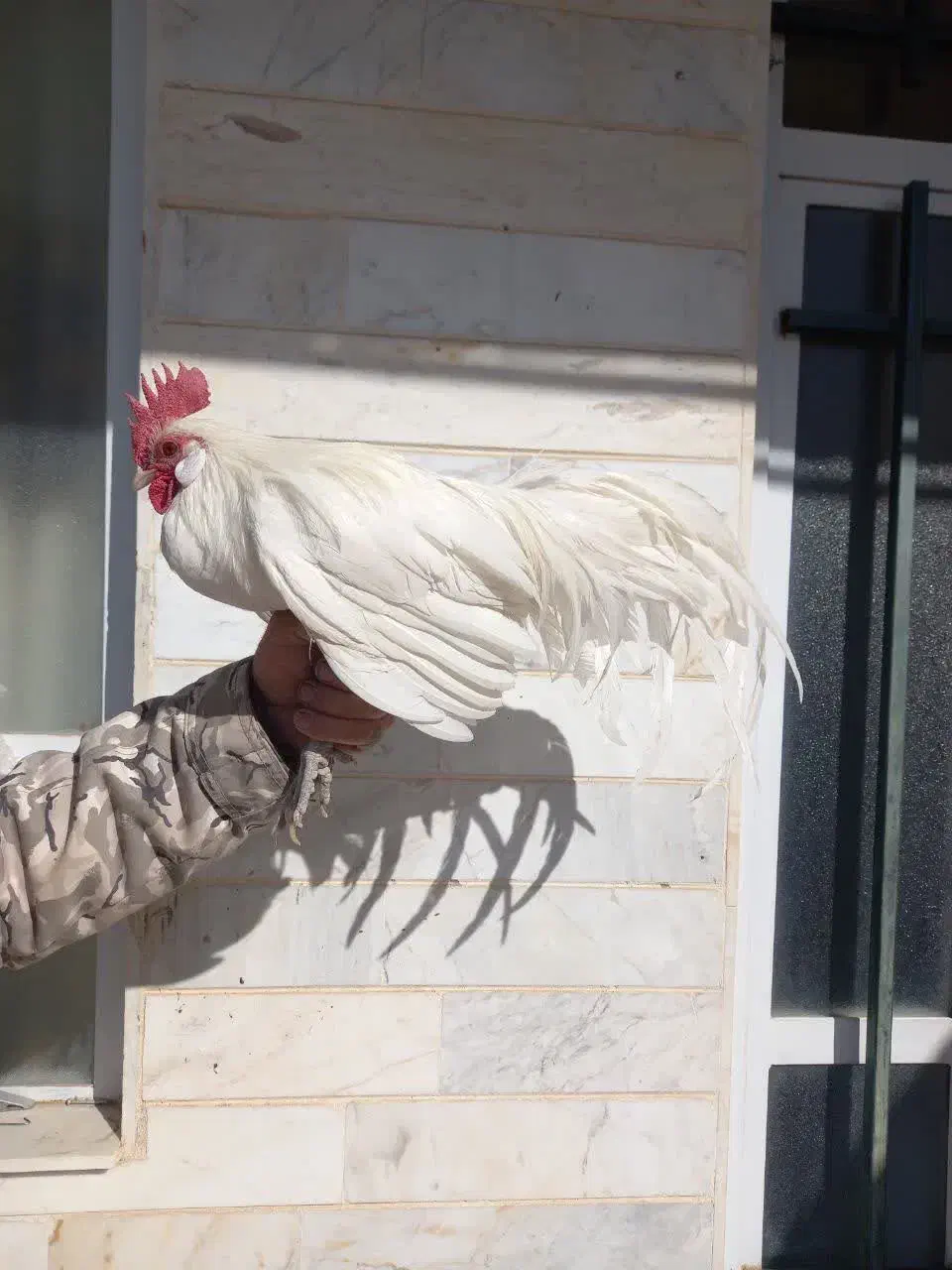 خروس فونیکس|حیوانات مزرعه|شاهرود, |دیوار