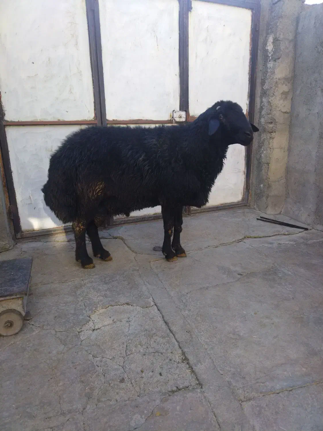 شک افشار|حیوانات مزرعه|بلبان آباد, |دیوار