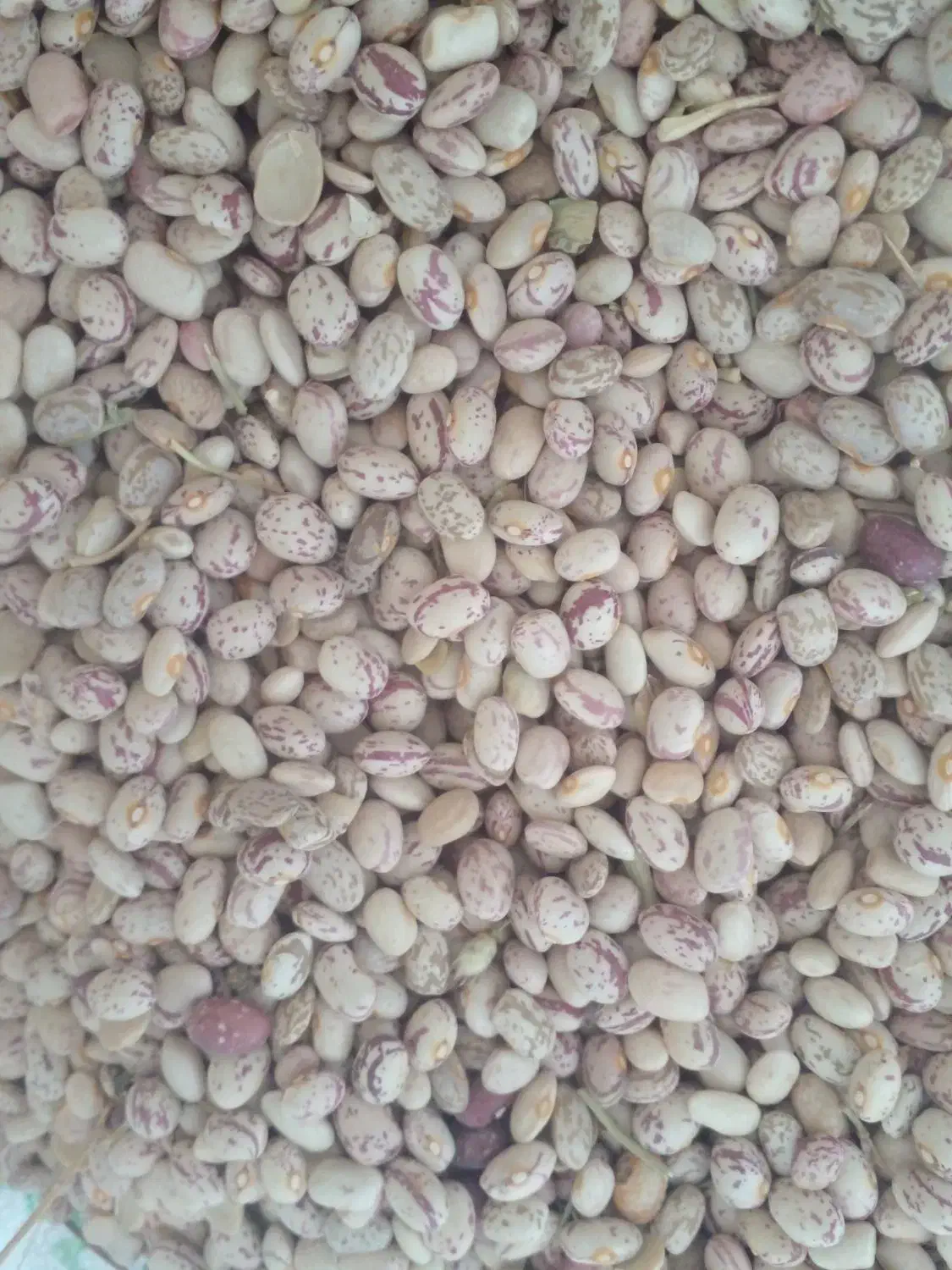 لوبیا چیتی امسال|عمدهفروشی|خرم بید, |دیوار