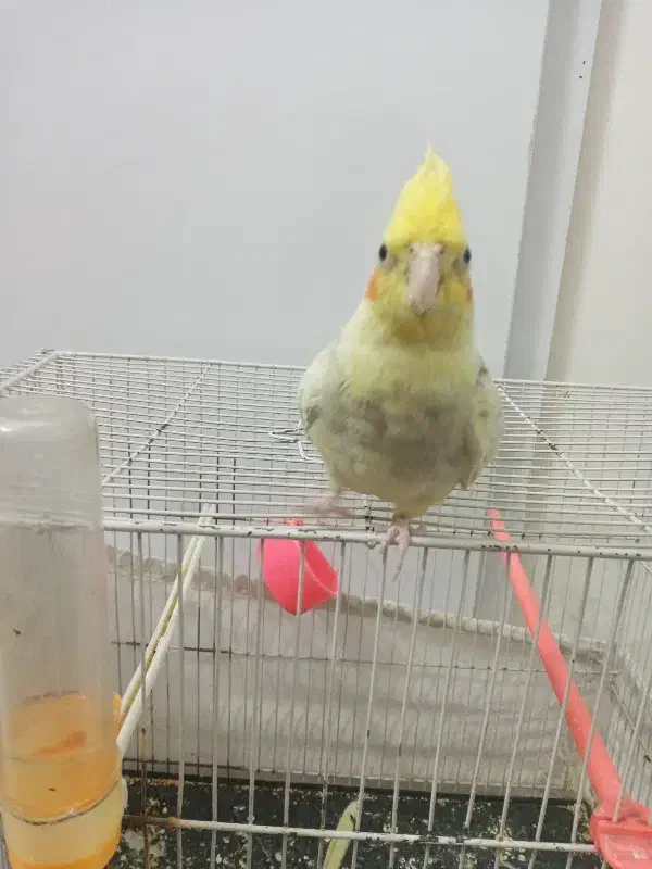 عروس هلندی|پرنده|مشهد, فاطمیه|دیوار