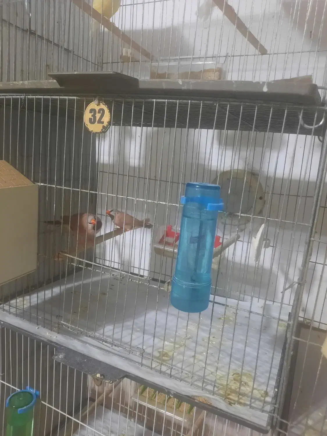 فنج|پرنده|قم, زنبیل آباد|دیوار