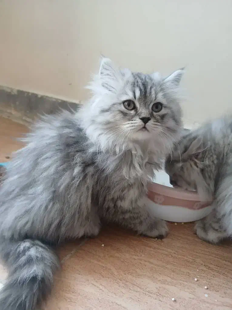 توله پرشین کلاسیک|گربه|شیراز, شهرک گلستان|دیوار