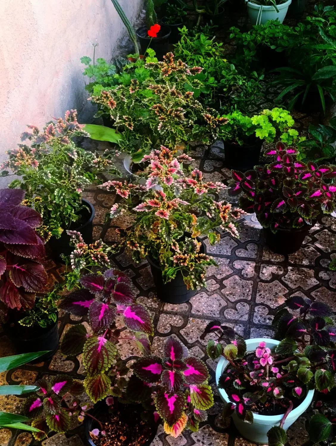 گل اپارتمانی|گل و گیاه طبیعی|قزوین, |دیوار