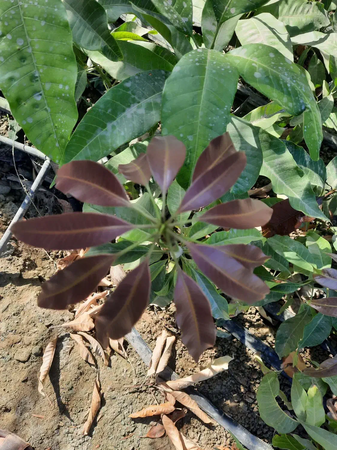 نهال انبه اصلاح شده|خدمات باغبانی و درختکاری|کهنوج, |دیوار